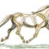 Finding Your Stride: Advice, tips, and tricks for identifying and pursuing your ideal equine career